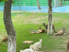 -西霞口神雕山野生动物世界