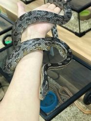 -Moni星球萌宠·小马宝莉·灵蛇·高端高阶全萌宠互动体验俱乐部(红豆国际广场店)