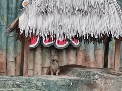 -深圳野生动物园