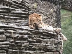 -贵州森林野生动物园