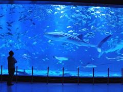 -烟台海昌鲸鲨海洋公园