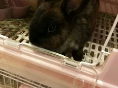 -藦茜花园宠物主题亲子互动体验馆(国顺东路店)