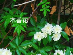 -国家植物园南园