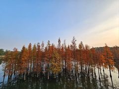 -白鹭湾湿地公园