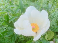 -乌拉盖芍药谷景区
