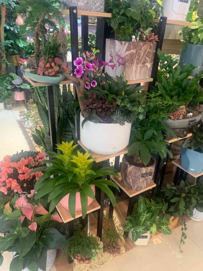 植觉-"植觉,悟悦广场内的一抹绿色,店内植物都郁."-大众点评移动版