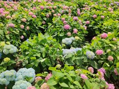 -上海共青森林公园