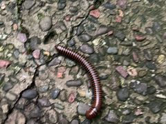 -西岭雪山大飞水景区