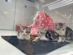 -1013 PET SHOP精品宠物商店(丁香店)