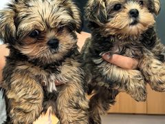 -翊宠yipet猫狗购宠庄园犬舍•猫舍