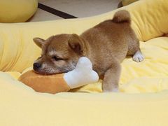 -逗柴咖啡屋·狗咖猫咖宠物桌游