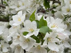 -海棠花溪(元大都城垣遗址公园)