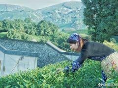 -帐篷客·溪龙茶谷度假酒店