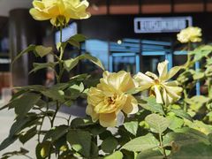 -哈根达斯(龙湖时代天街店)