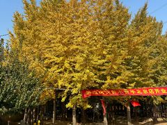 -香木香羊(小汤山店)