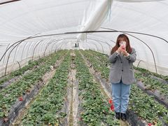 -喜杨洋草莓采摘园