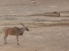 -泉州海丝野生动物世界