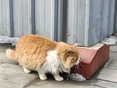 -白云观