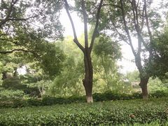 -圩墩遗址公园