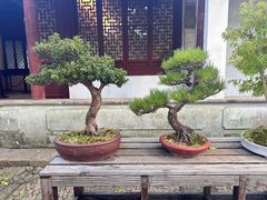 -秋霞圃