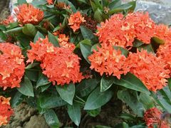android_upload_pic-广西壮族自治区药用植物园
