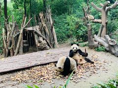-成都大熊猫繁育研究基地