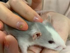 -藦茜花园宠物主题亲子互动体验馆(国顺东路店)