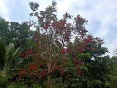 -深圳仙湖植物园-停车场