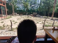 -上海野生动物园老虎餐厅