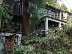 -天目山大树王景区