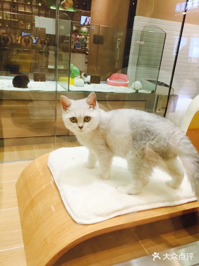 呆萌小猫的妖娆睡姿[笑哭]