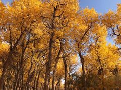-金塔沙漠胡杨林景区