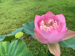 -莲花池公园