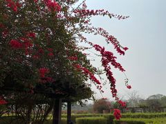 -中国科学院西双版纳热带植物园