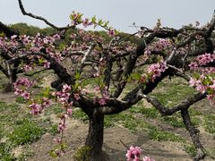 -樂桃源奉贤黄桃种植采摘基地
