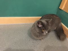 -飞行喵MR PILOT|猫舍·猫咖(静安大融城店)