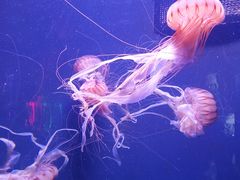 -成都浩海立方海洋公园