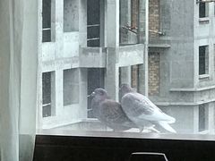 -西安赛瑞喜来登大酒店