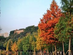 -重庆彩云湖湿地公园