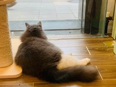-猫大福·Fortune Cat猫舍(百子湾店)