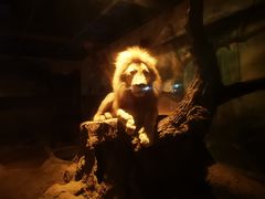 -清迈夜间动物园