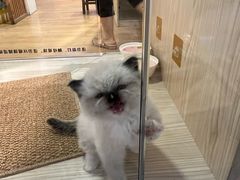 -屋虎猫馆(宝安大仟里店)