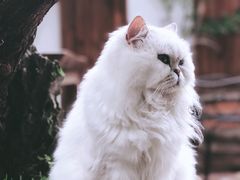 -喵屿·大理花园猫咖