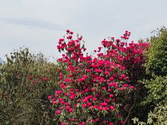 -贵州百里杜鹃风景名胜区