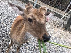 -鹿境梅花鹿生态园区