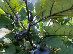 -锡林郭勒盟羊羊牧业股份有限公司