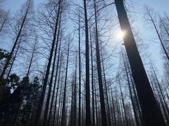 -东平国家森林公园