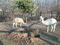 -宿豫区运河湾森林动物园