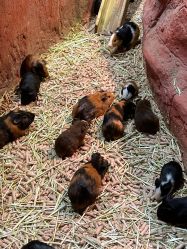 -Zoolung Zoolung动物主题公园(海信广场店)