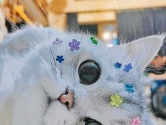 -北京观赏动物医院·24小时大型综合·猫专科·异宠专科